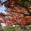 成田山公園紅葉祭り November 2017