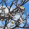 真冬の馬見丘陵公園を歩く