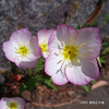 ヒルザキツキミソウ Oenothera speciosa