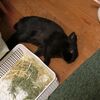 残暑厳しい中でプンプンしている飼い主