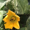 6月11日