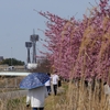 犀川桜千本の会「河津桜」