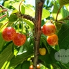 CHERRIES and APRICOTS