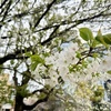 桜は満開を迎えたけれど