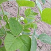 家庭菜園のみまわり（夏野菜の経過観察）