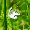 蛇越池 ( 湿地 ) のサギソウ・瀬戸内海国立公園