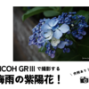 RICOH GRⅢで撮影する「梅雨の紫陽花」作例で画質を確認！