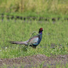 久しぶりの鳥撮り