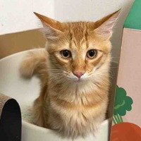 猫のアンテナ