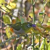 庭メジロ。　スズメ、メジロ、ロシヤ・・・・・