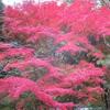 小倉南区足立森林公園の紅葉