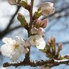 桜の開花、一足早く「宣言」　水上村 
