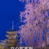 【保存版】京都 東寺 感動の 夜桜ライトアップ✨ 見どころや混雑回避について