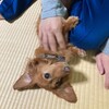 犬・猫の殺処分