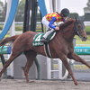 競馬初心者必見☆馬券予想🔥〜平安S〜上位陣は抜けた印象だが‥‥