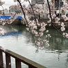 横浜駅・大岡川桜散歩