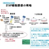 Ｓｔａｐ事件　―　　小保方氏の研究パートは有益な事実⑦　　　　　　　　　　　　　　====　 小保方バートは科学的に健全である！ ====