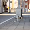 近隣繁華街のねこさん