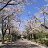 晴れた日のお花見。