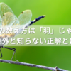 トンボの数え方は「羽」じゃない？意外と知らない正解とは