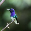 シロエリハチドリ(White-necked Jacobin)