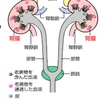 腎臓の守り方