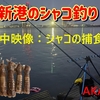 水中映像からシャコの釣り方を考える
