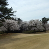 コース内の桜状況