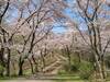 弘法山〜吾妻山　桜咲き乱れる春の弘法山でお花見低山ハイキング