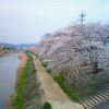 満開