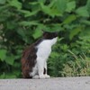 野良猫さん