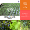【二十四節気】芒種（ぼうしゅ）：2025年は6月5日～過ごし方とイメージする香り