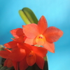 Cattleya cernua`Hinomaru'