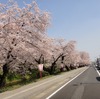 【青森】弘前公園の桜。