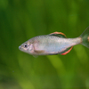 ヤリタナゴ Tamakia Ianceolata