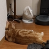 猫の話。