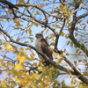 ハイタカ・ルリビタキ・ジョウビタキ・アオジ・アトリ・ウグイス・マミチャジナイ・シロハラ(大阪城野鳥探鳥20221119 6:05-13:35)