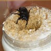 トラキクスヒラタ 産卵セット