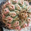 緋冠竜　実ってる