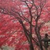 大山寺の紅葉