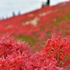 愛知県・半田市矢勝川の辺り一面の彼岸花を撮ってきた