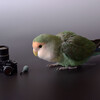 「カメラカメラカメラ」蔵出し！インコのおとちゃん 