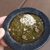 花籠　実生苗