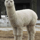 alpaca2unix blog