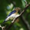 くろんど園地の野鳥　＼(^^＠)／