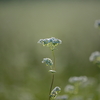 蕎麦の花が咲く頃に