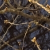 桜の今
