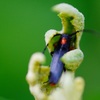 虫の森