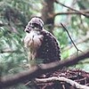 クマタカの巣立ち確認（秋田県）