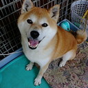 うさぎのねどこ